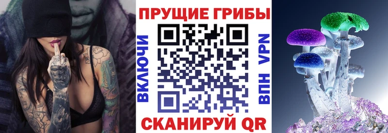 где найти Светлый Галлюциногенные грибы Psilocybine cubensis